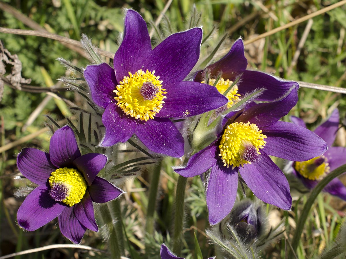 Pulsatilla grandis